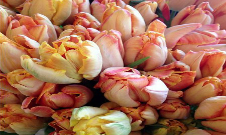 Style-Simplicity-An A-to-Z-Guide-Book-to-Living-a-More-Beautiful-Life-parrot-tulips