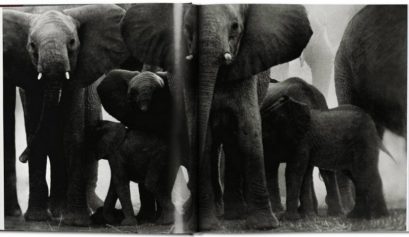 A Portrait of Africa’s Wildlife Crisis by Peter Beard (5)
